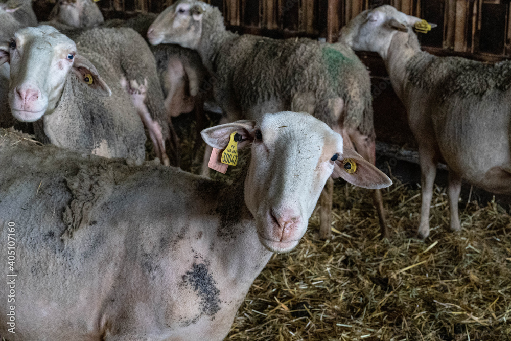 Fototapeta premium Farm animals in the Aveyron