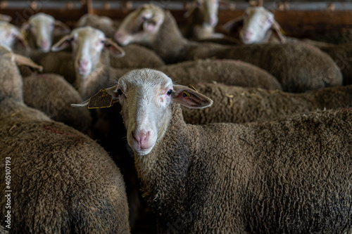 Fototapeta Naklejka Na Ścianę i Meble -  Farm animals in the Aveyron