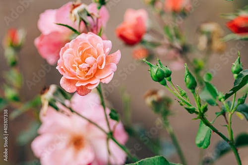 Beautiful pink rose