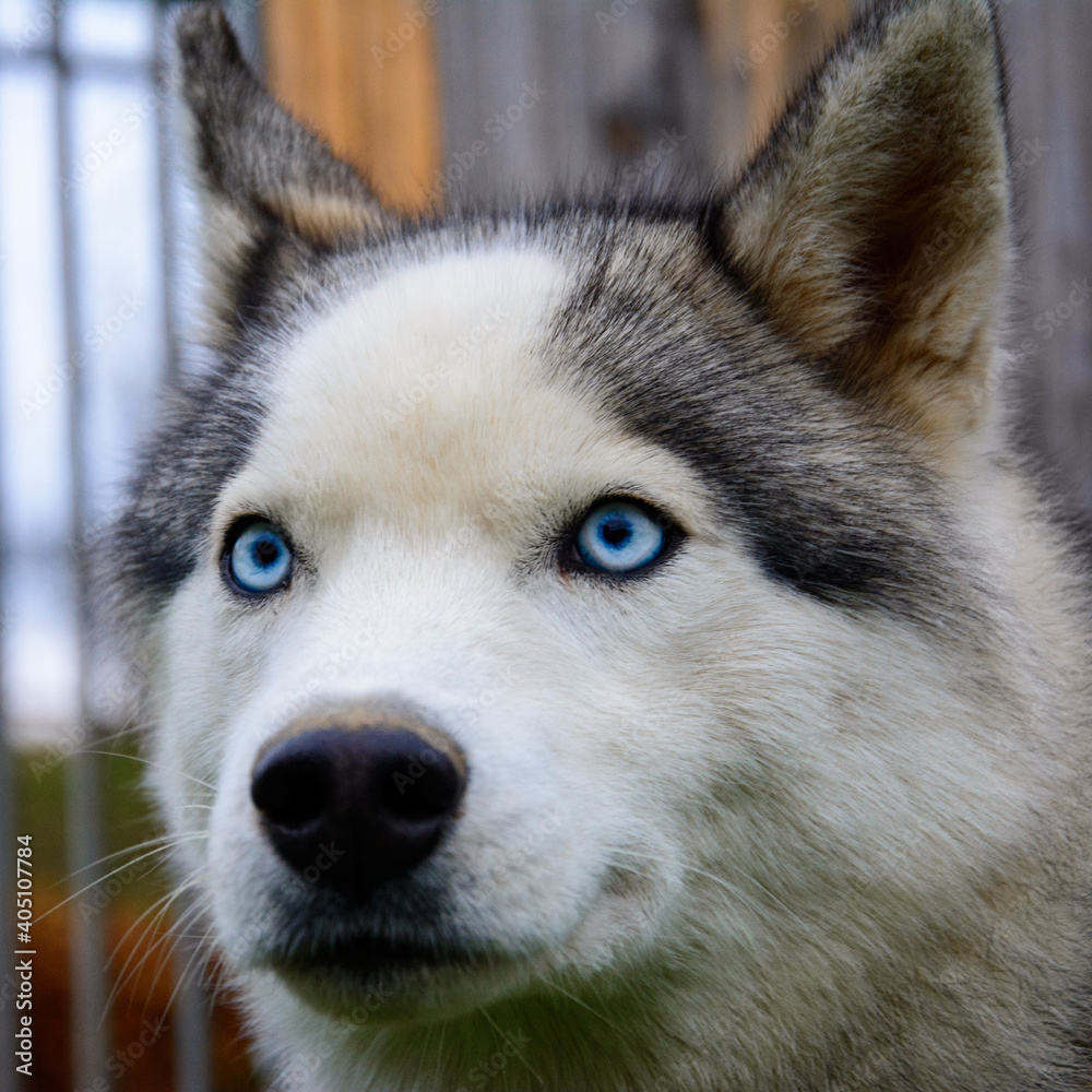 Siberian Husky dog close up face with blue eyes, Husky dog has pure white and gray coat color, faithful and good looking dog.