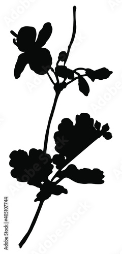 Black silhouette of a blossoming celandine on a white background. Plant, medicine, wound healing.