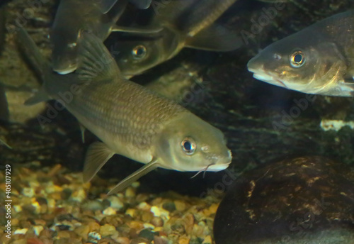 El barbo cabecicorto, Luciobarbus microcephalus, es un pez de agua dulce del río Guadiana en España. Es una especie de pez con aletas radiadas de la familia de los ciprínidos.