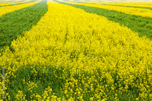 agricultural field where breeding varieties of rapeseed are grown photo