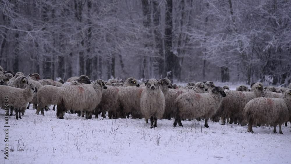 flock of sheep in the snow near the forest. ovis aries animals watching peaceful. life on the farm in winter flock of sheep in the snow near the forest. ovis aries animals watching peaceful. life on the farm in winter