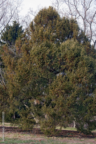 Purple cone spruce (Picea purpurea). Hybrid between Picea likiangensis and Picea wilsonii probably. Synonym: Picea likiangensis Purpurea photo
