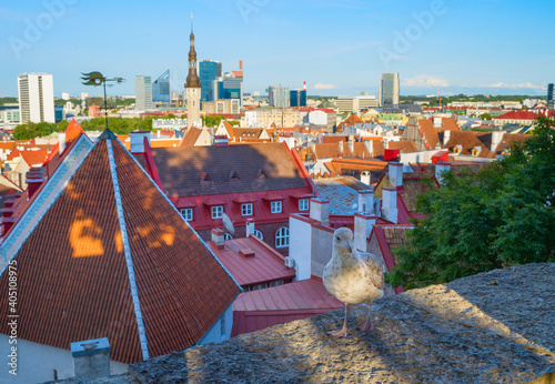 Seagull Old Town Tallinn Es...