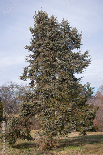 Meyer's spruce (Picea meyeri)