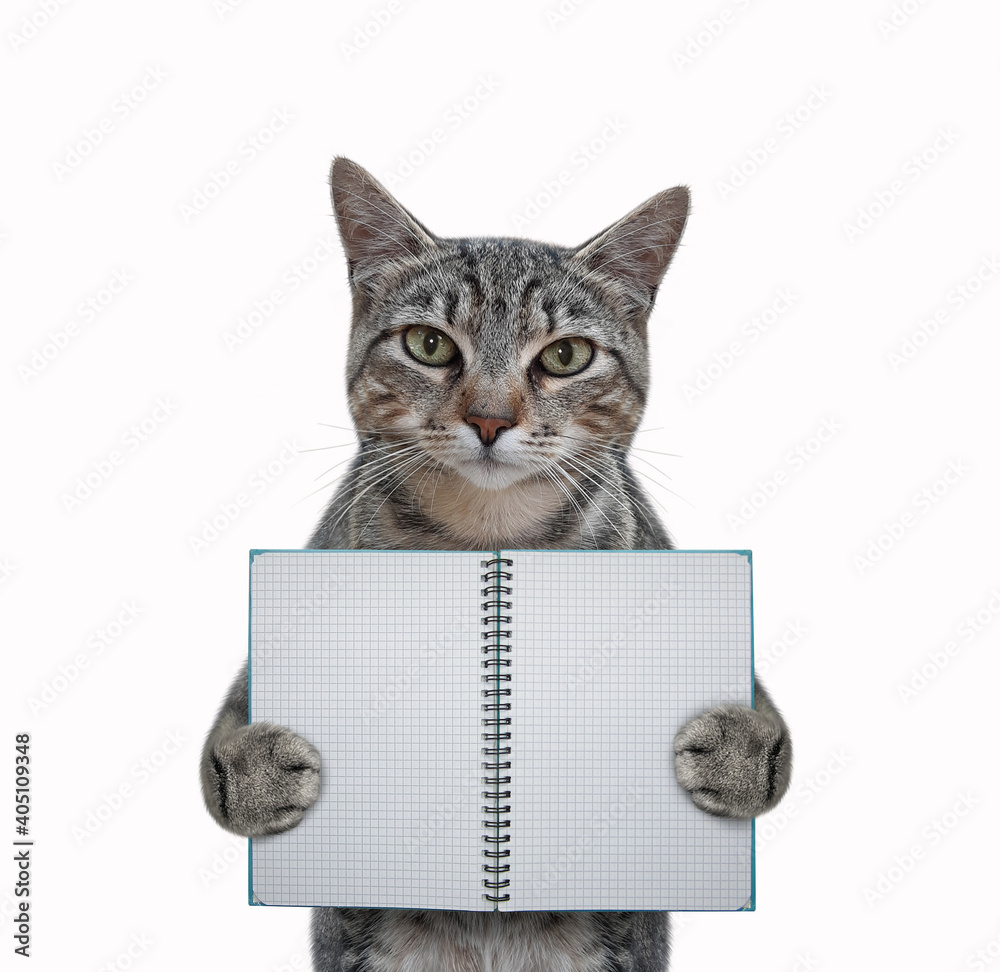 Obraz A gray cat holds a blank open notebook. White background. Isolated.