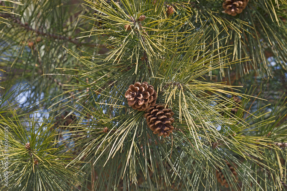 Obraz premium Shortleaf pine (Pinus echinata). Called Shortleaf yellow pine, Southern yellow pine, Yellow pine, Shortstraw pine, Arkansas pine, Lontag pine and Spruce pine also