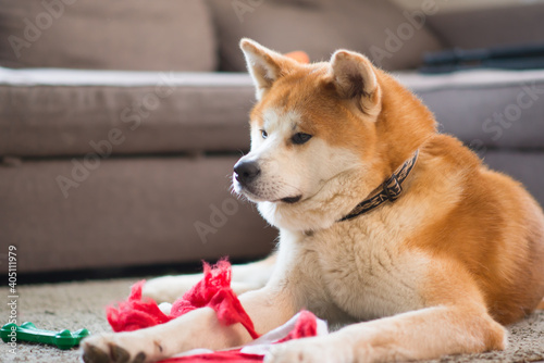 portrait of akita inu dog in a room with a ripped red santa hat