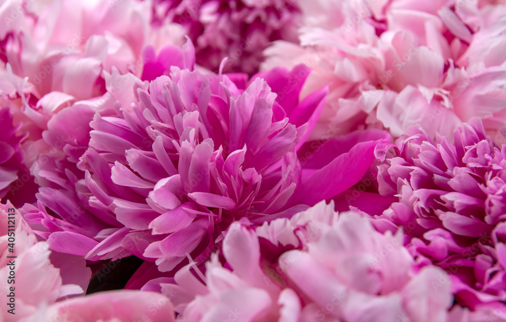 Background with pink peonies. Close-up peonies