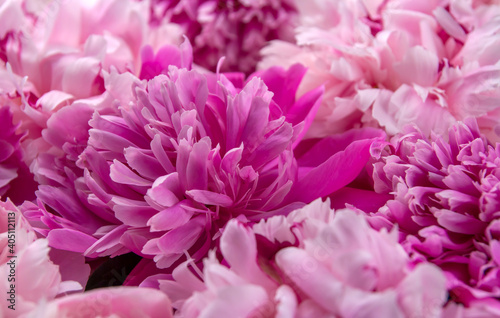 Background with pink peonies. Close-up peonies © Марина Красавина