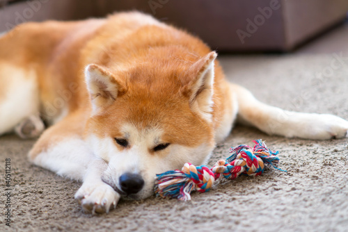 portrait of a sad akita inu dog with a toy bone, laying and wayting for its owner at home