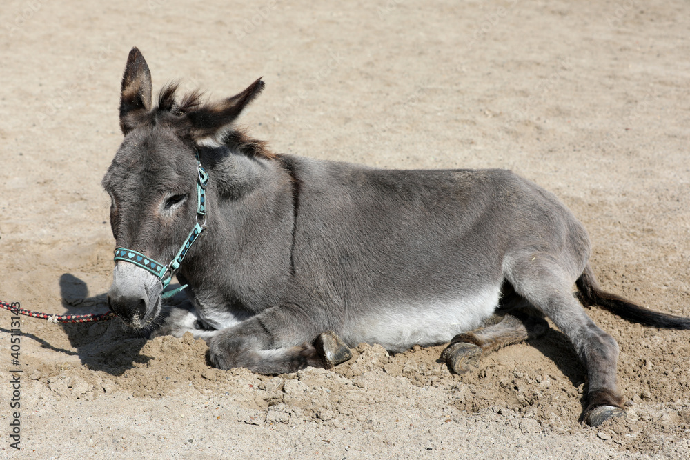 Fototapeta premium Esel