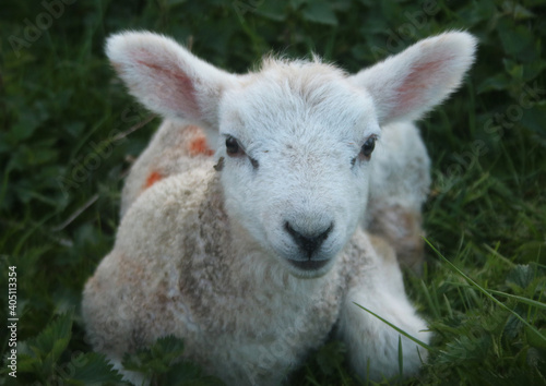baby lamb In field photo