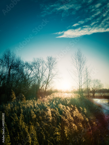 Reeds lit up by morning sun rays