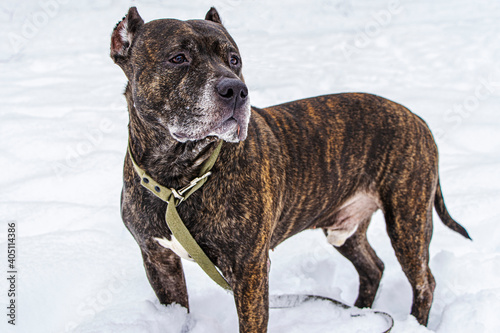 Obraz na plátne American pit bull terrier on a walk in the snowy winter