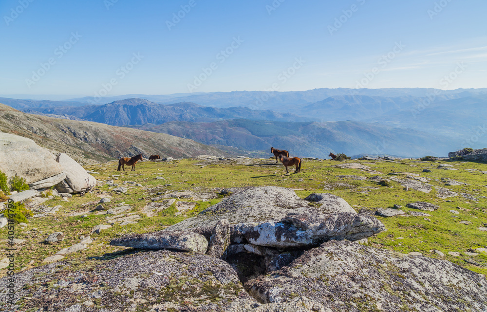 Horses pasturing at the mountains