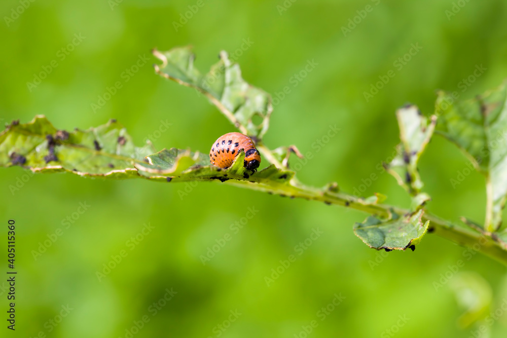 Naklejka premium potatoes where there are a lot of Colorado beetles
