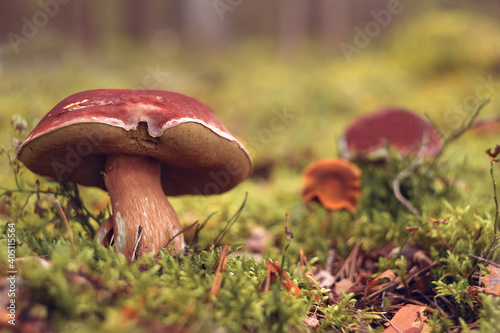 Beautiful edible mushrooms grow in the forest.