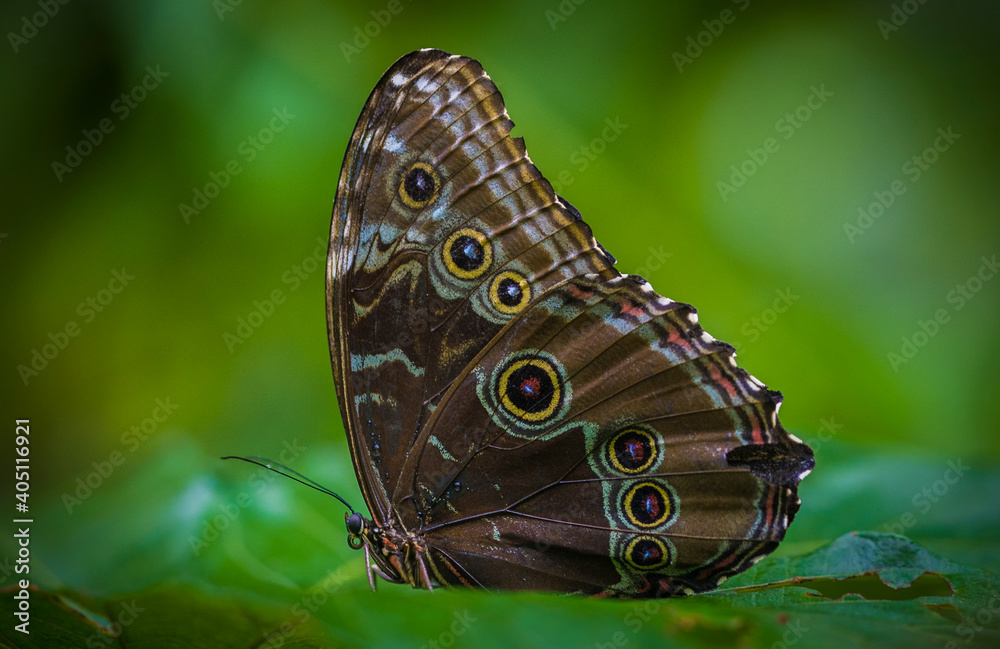 Naklejka premium Colombia is one of the countries with the greatest biodiversity of butterflies in the world