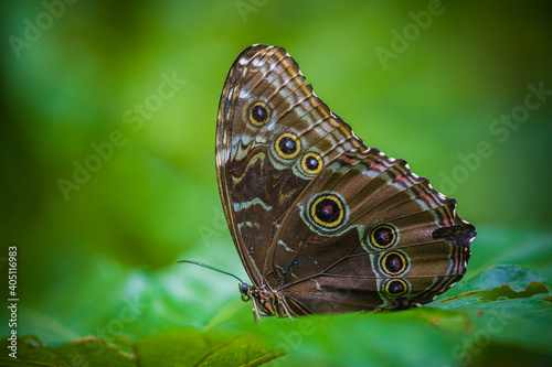Colombia is one of the countries with the greatest biodiversity of butterflies in the world © juan