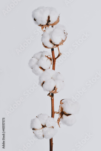 Fluffy white cotton bolls growing on plant branch
 photo