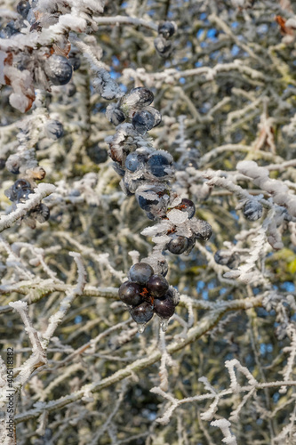 Hochformat: Schlehen / Früchte des Schlehdorn (lat.: Prunus spinosa) in einer vereisten Schlehenhecke im Winter bei Frost und Raureif © Guntar Feldmann