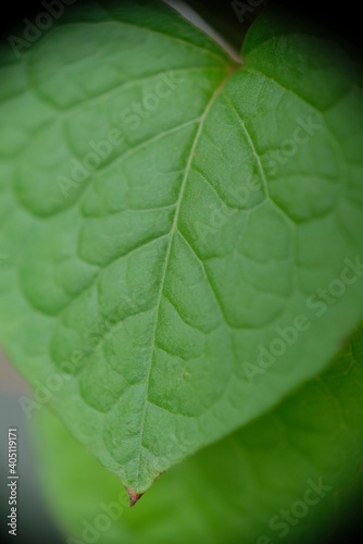 Close-up of Antigonon leaf in home garden.