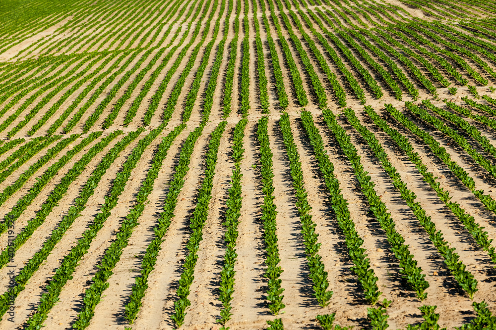 agricultural field where breeding beet varieties are grown agricultural field where breeding beet varieties are grown