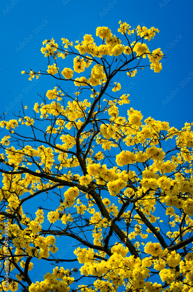 The guayacan is a colorful tropical tree The guayacan is a colorful tropical tree
