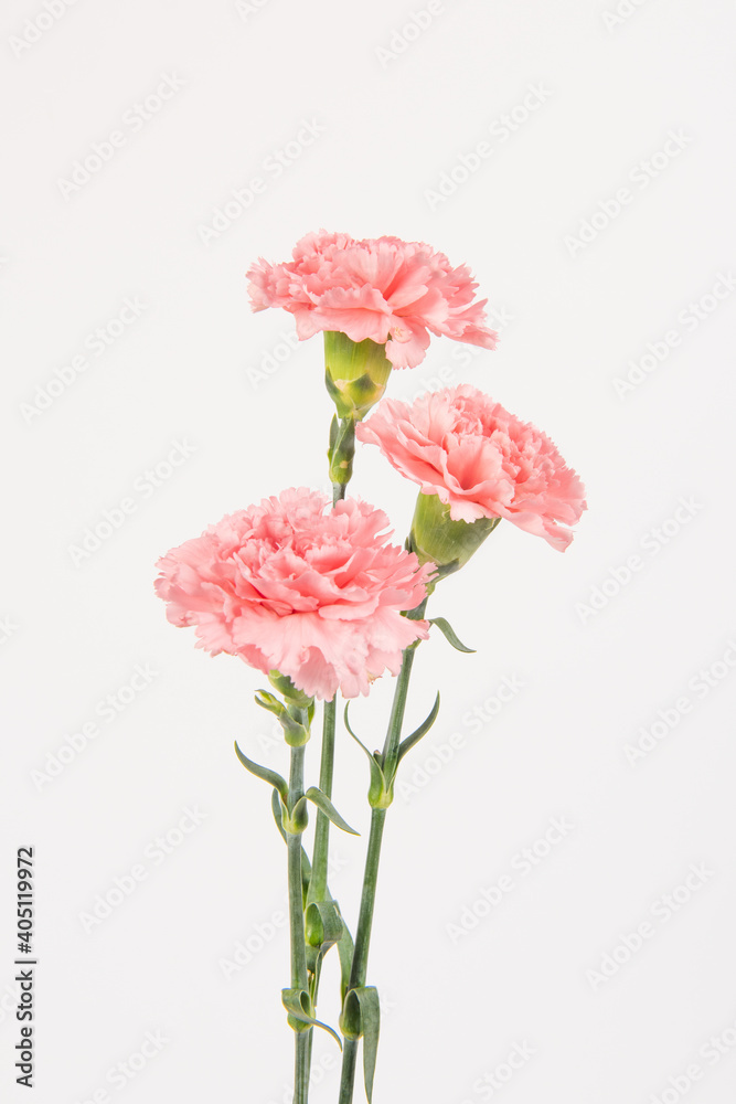 Pink carnation mother's day blessing flowers on whtie background Pink carnation mother's day blessing flowers on whtie background