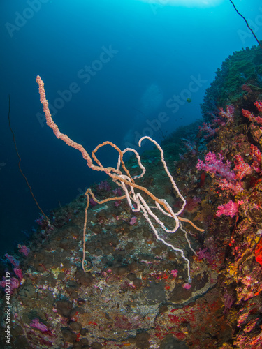 Wire corals (Black Rock, Mergui archipelago, Myanmar) photo