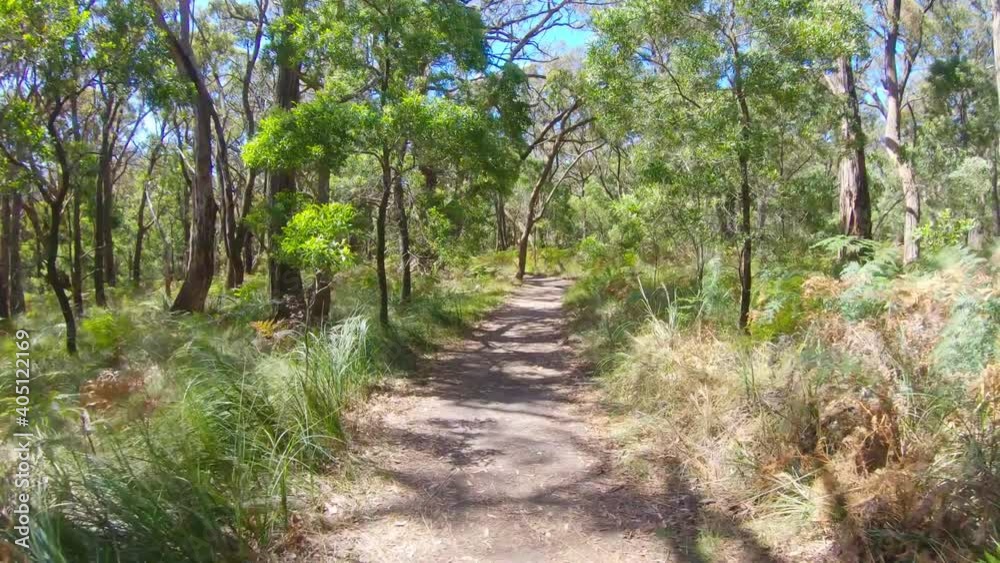 POV drone flight low over walking trail in a forest on bright sunny day POV drone flight low over walking trail in a forest on bright sunny day