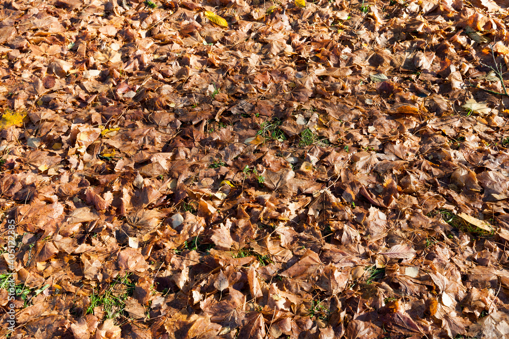 Dry foliage fallen Dry foliage fallen