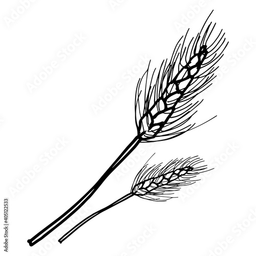 hand-drawn spikelet branch, black and white spikelet