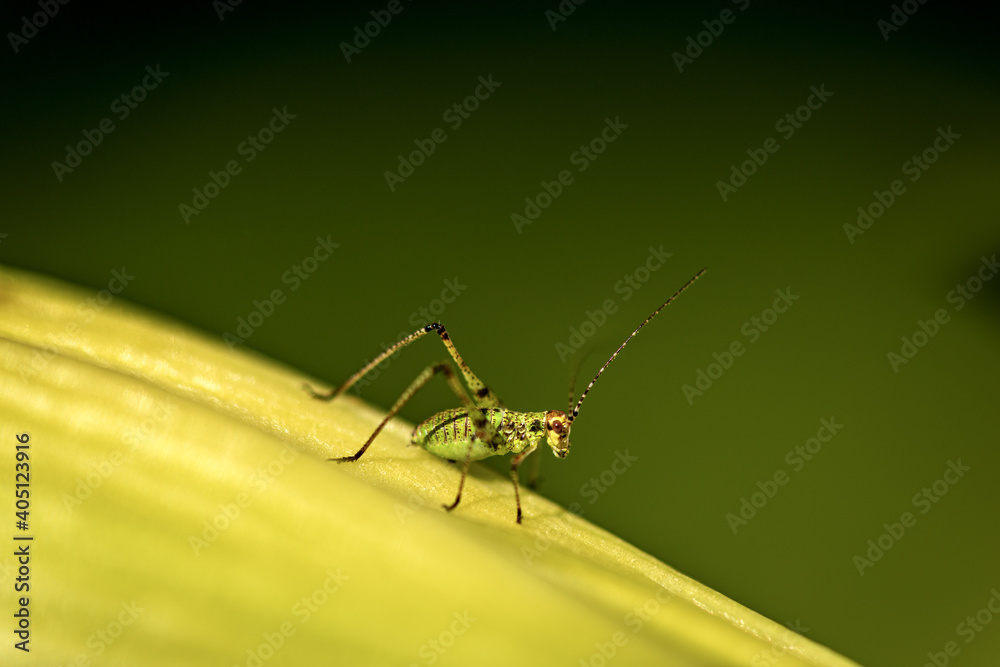 Fototapeta premium Macro Photography of a Cricket Insect on a Green Leaf, side view.