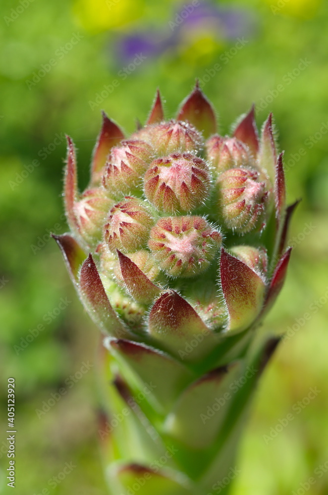Inflorescence of the Sempervivum plant close-up Inflorescence of the Sempervivum plant close-up