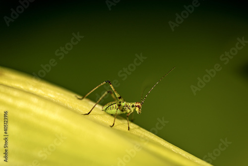 Macro Photography of a Cricket Insect on a Green Leaf, side view.