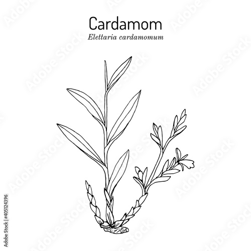 Aromatic plant green or true cardamom elettaria cardamomum 