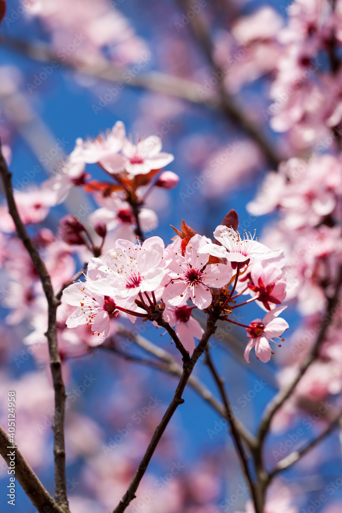 beautiful illuminated by sunlight fresh cherry blossoms beautiful illuminated by sunlight fresh cherry blossoms