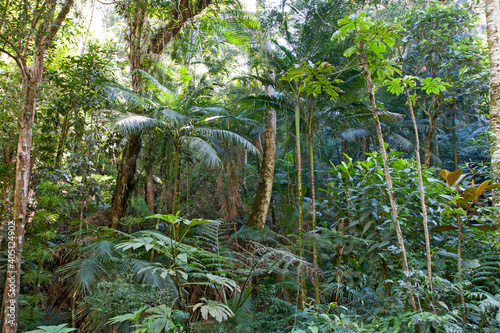Atlantisch Regenwoud; Atlantic Rainforest photo
