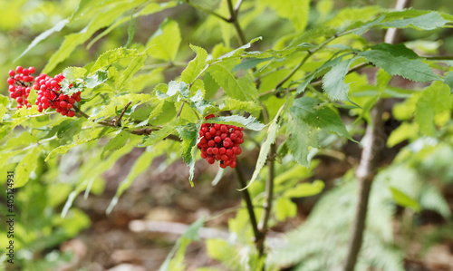 (Sambucus racemosa) Sureau rouge ou sureau à grappes, arbuste au port retombant dans un feuillage vert, rameaux portant des grappes de drupes rouge brillant