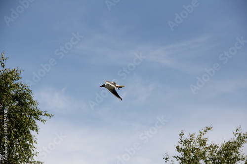 seagull in the sky