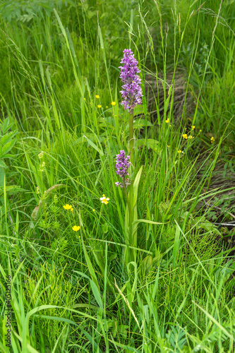 Jatryshnik (orchis), Delicate inflorescence on the background of meadow grasses photo