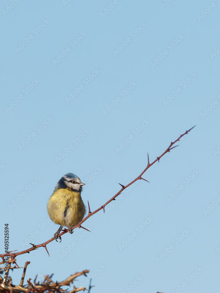 A Eurasian Blue tit (Cyanistes caeruleus) perched on thorny hedge A Eurasian Blue tit (Cyanistes caeruleus) perched on thorny hedge