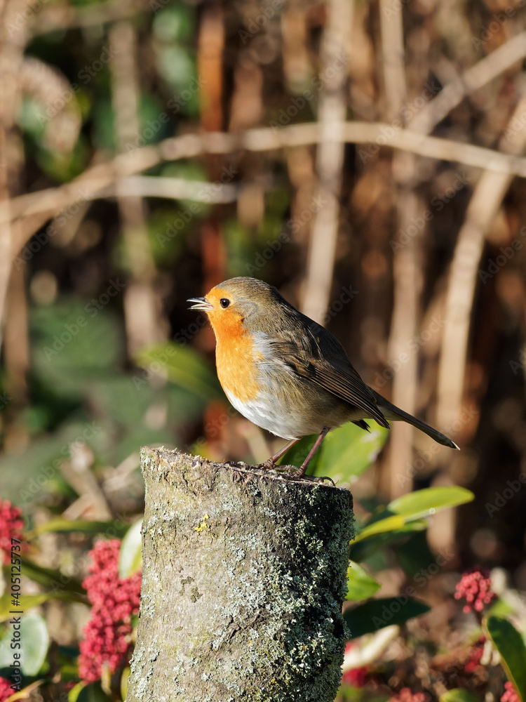 Fototapeta premium A European Robin (Erithacus rubecula) looking for food in a rural garden