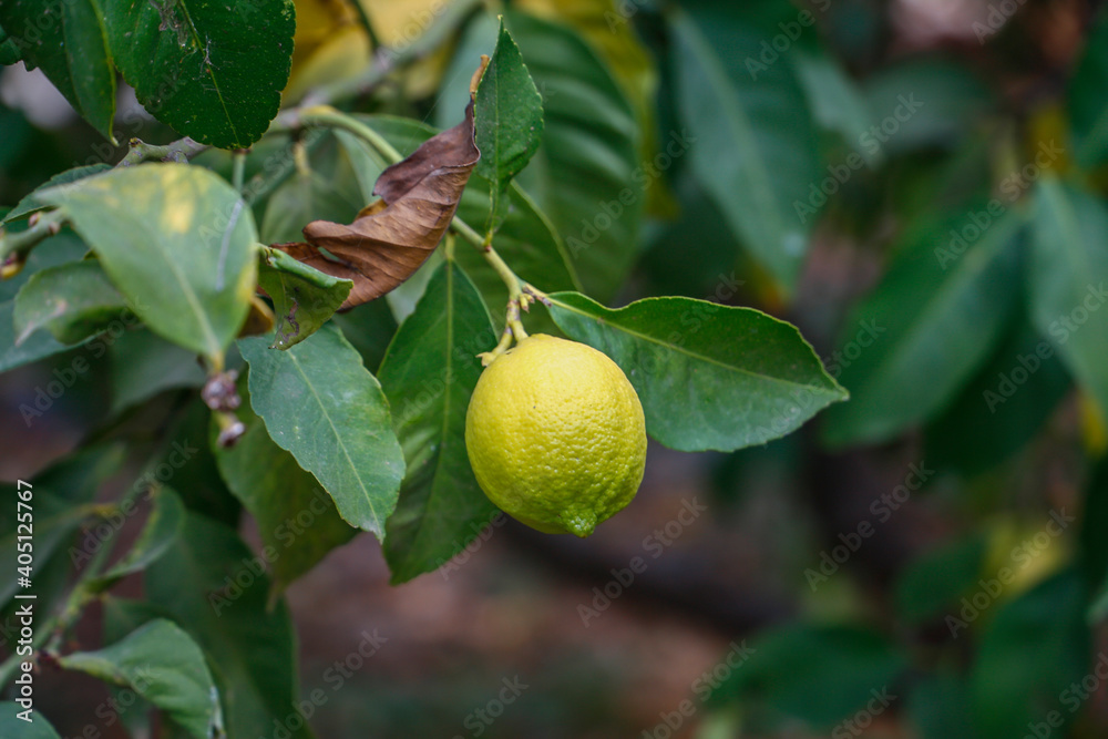Obraz premium Lemon on tree. lemon tree.