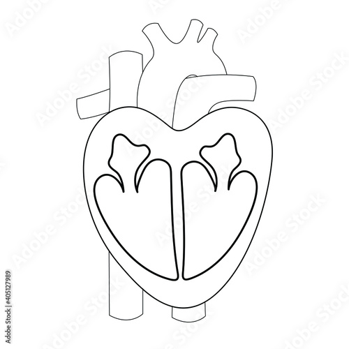 Black and white medical illustration of the heart with atriums and ventricles and blood vessels. Isolated vector linear medicine illustration
