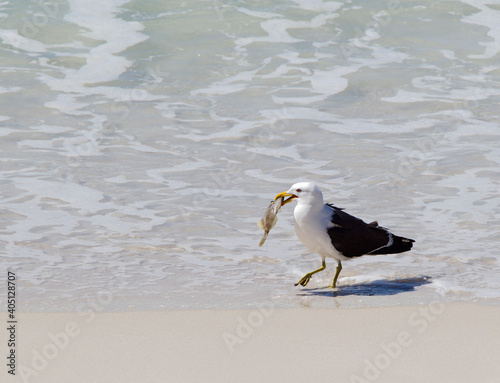 Kelpmeeuw, Kelp Gull, Larus dominicanus photo